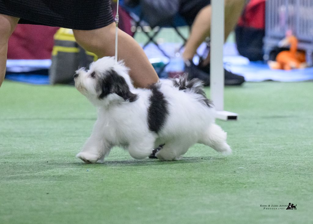 Havanese - The Breed Archive